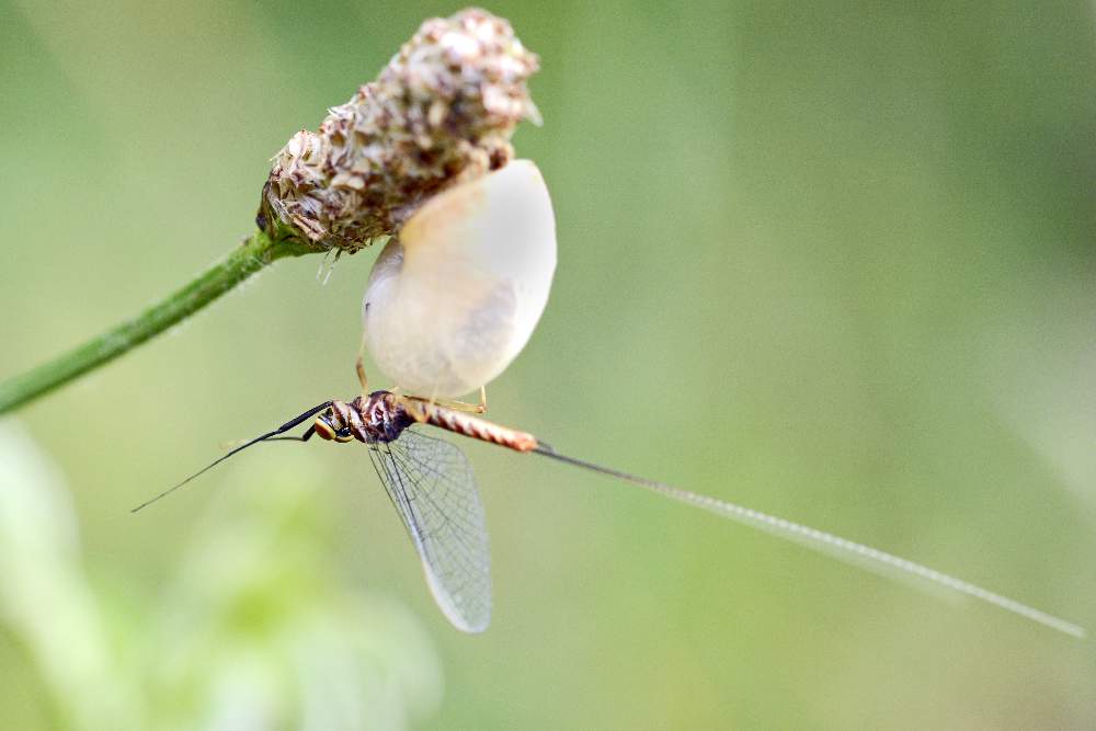 Ecdyonurus del Piave a Moriago (TV)